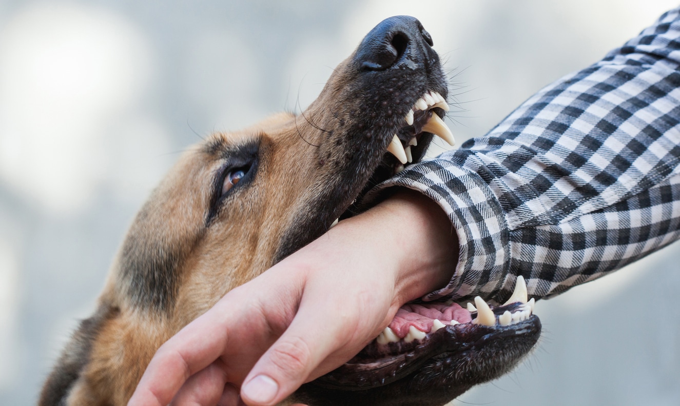 a dog biting a man's arm and hand